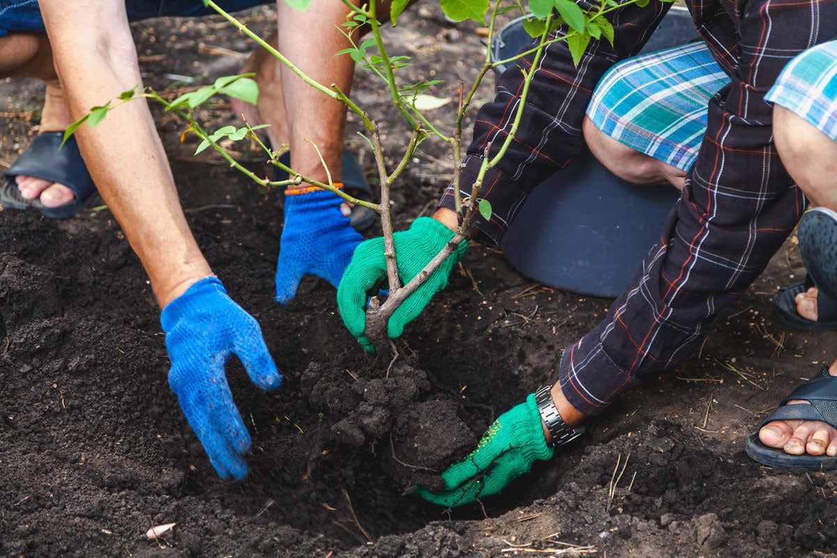 How and when to transplant a rose bush