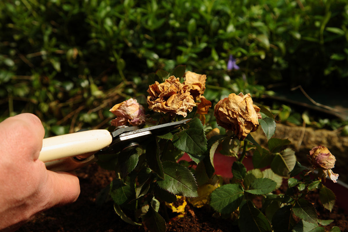 How to deadhead a Rose