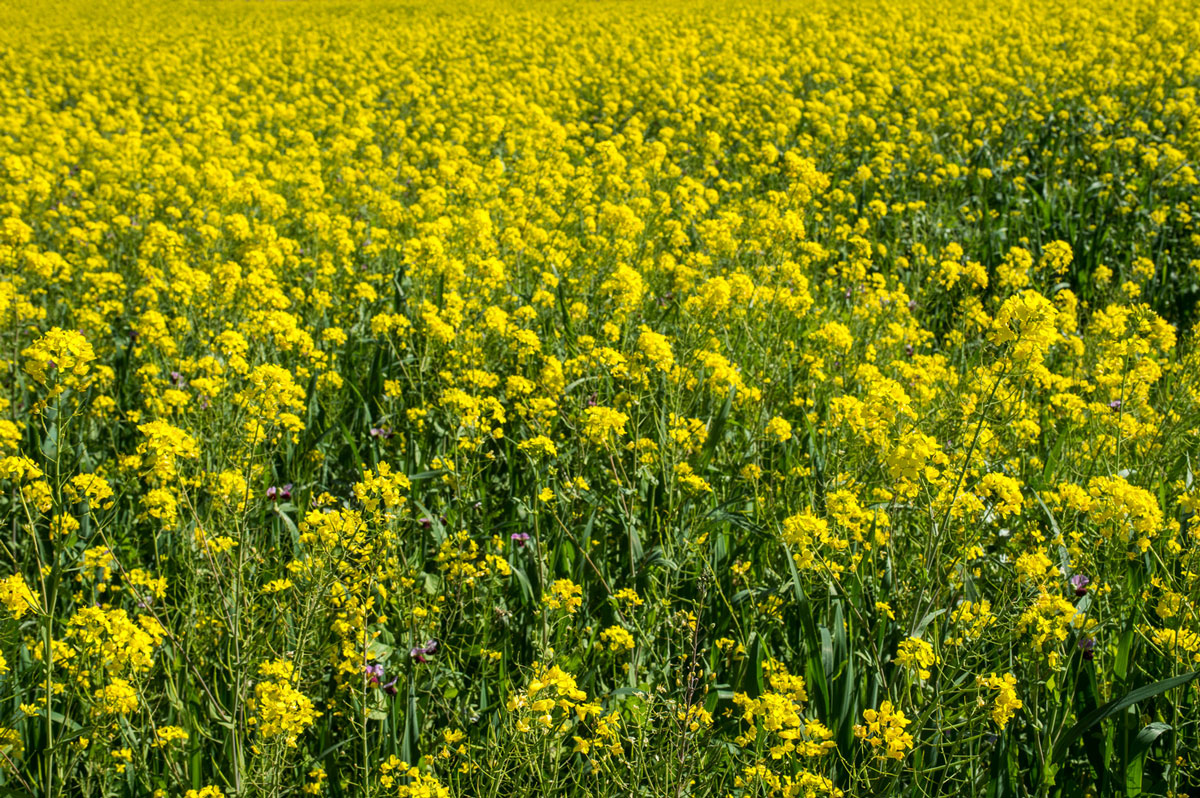 How to plant a cover crop in your garden