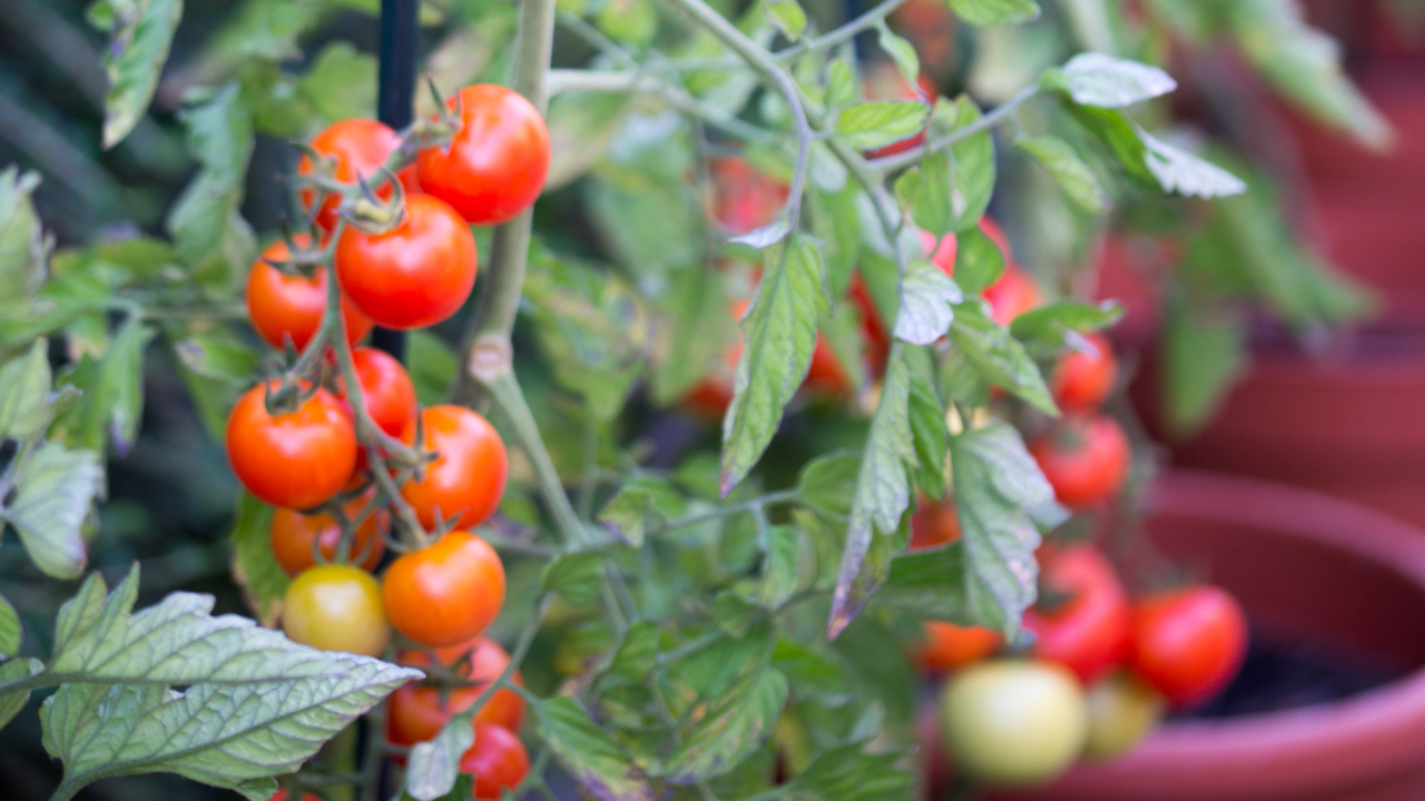 How to stake a Tomato plant