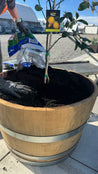 Half Wine Barrel