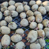 Seed Potatoes Agria 2kg